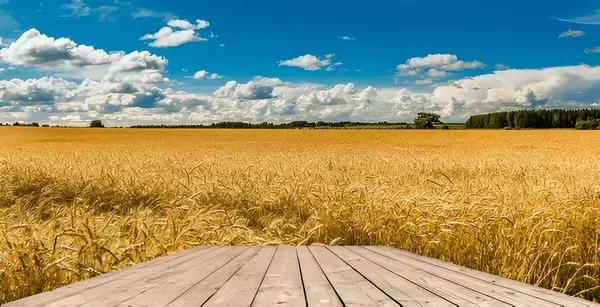grain land